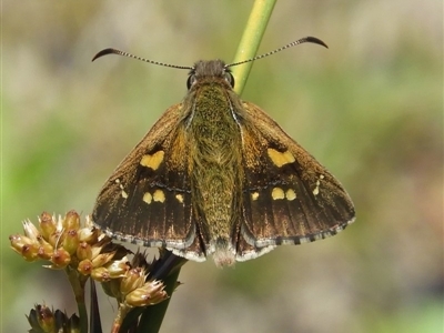 Hesperilla donnysa (Varied Sedge-skipper) at Tharwa, ACT - 9 Jan 2019 by MatthewFrawley