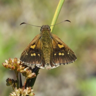 Hesperilla donnysa (Varied Sedge-skipper) at Tharwa, ACT - 9 Jan 2019 by MatthewFrawley