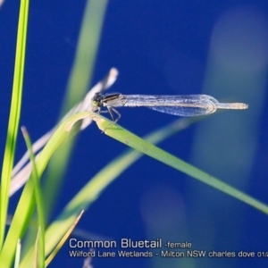 Ischnura heterosticta at Milton, NSW - 4 Jan 2019 12:00 AM