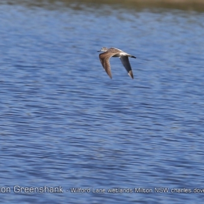 Tringa nebularia (Common Greenshank) at Milton, NSW - 4 Jan 2019 by CharlesDove