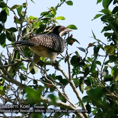 Eudynamys orientalis (Pacific Koel) at Milton, NSW - 4 Jan 2019 by CharlesDove