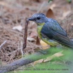 Eopsaltria australis (Eastern Yellow Robin) at Ulladulla Reserves Bushcare - 7 Jan 2019 by CharlesDove