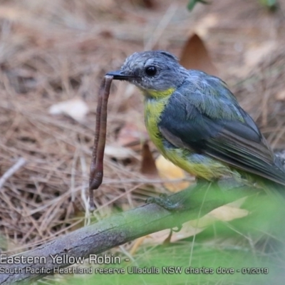 Eopsaltria australis (Eastern Yellow Robin) at Ulladulla Reserves Bushcare - 7 Jan 2019 by CharlesDove