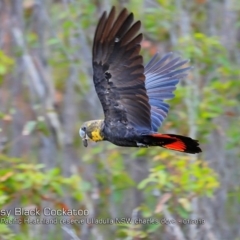 Calyptorhynchus lathami (Glossy Black-Cockatoo) at Ulladulla, NSW - 6 Jan 2019 by CharlesDove