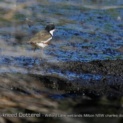 Erythrogonys cinctus (Red-kneed Dotterel) at Milton, NSW - 4 Jan 2019 by CharlesDove