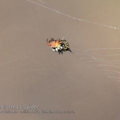 Austracantha minax (Christmas Spider, Jewel Spider) at Milton, NSW - 4 Jan 2019 by CharlesDove