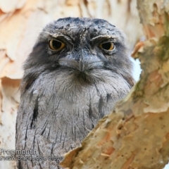 Podargus strigoides (Tawny Frogmouth) at Burrill Lake, NSW - 6 Jan 2019 by CharlesDove