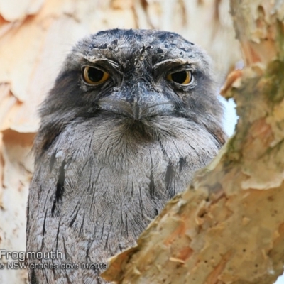 Podargus strigoides (Tawny Frogmouth) at Burrill Lake, NSW - 6 Jan 2019 by CharlesDove