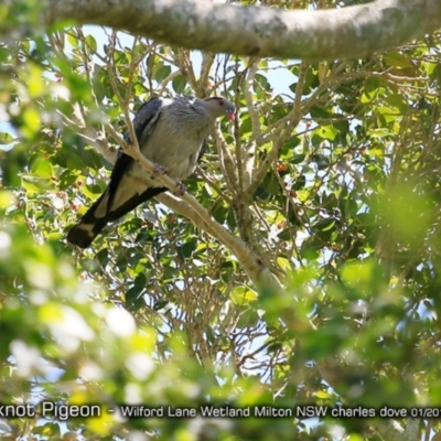 Lopholaimus antarcticus (Topknot Pigeon) at Milton, NSW - 3 Jan 2019 by Charles Dove