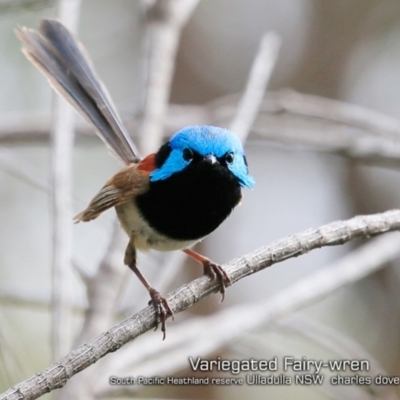 Malurus lamberti (Variegated Fairywren) at Ulladulla, NSW - 7 Jan 2019 by CharlesDove
