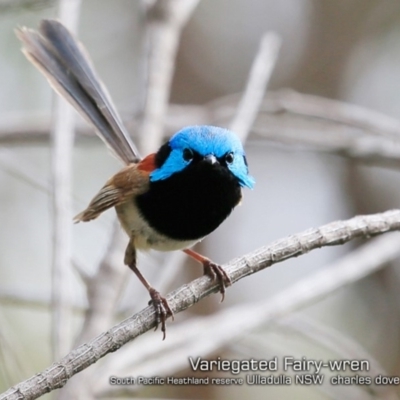 Malurus lamberti (Variegated Fairywren) at Ulladulla, NSW - 6 Jan 2019 by CharlesDove