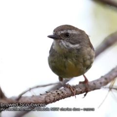 Sericornis frontalis (White-browed Scrubwren) at Ulladulla, NSW - 6 Jan 2019 by CharlesDove