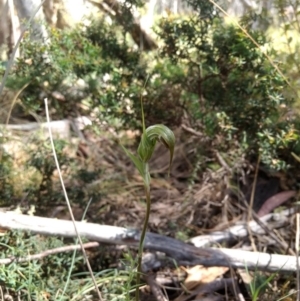 Diplodium aestivum at Cotter River, ACT - 12 Jan 2019