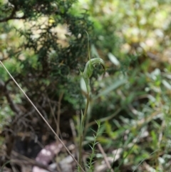 Diplodium aestivum at Cotter River, ACT - 12 Jan 2019