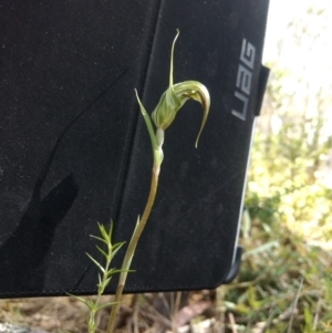 Diplodium aestivum at Cotter River, ACT - suppressed