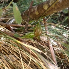 Diplodium aestivum at Cotter River, ACT - 12 Jan 2019