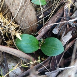 Chiloglottis valida at Cotter River, ACT - 12 Jan 2019