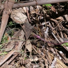 Chiloglottis valida at Cotter River, ACT - 12 Jan 2019