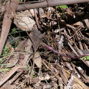 Chiloglottis valida at Cotter River, ACT - 12 Jan 2019