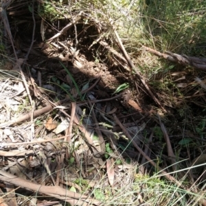 Chiloglottis valida at Cotter River, ACT - 12 Jan 2019