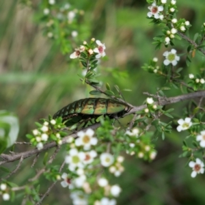 Polyzosteria viridissima at Cotter River, ACT - 11 Jan 2019