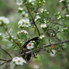 Polyzosteria viridissima at Cotter River, ACT - 11 Jan 2019