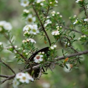 Polyzosteria viridissima at Cotter River, ACT - 11 Jan 2019