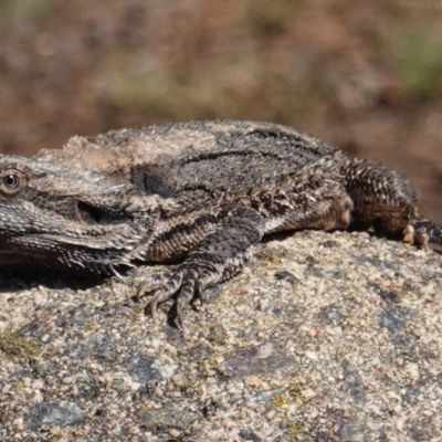 Pogona barbata (Eastern Bearded Dragon) at Hughes, ACT - 11 Jan 2019 by JackyF