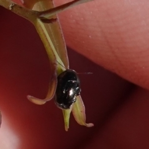 Ditropidus sp. (genus) at Hughes, ACT - 12 Jan 2019