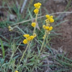 Chrysocephalum apiculatum (Common Everlasting) at Hughes, ACT - 13 Jan 2019 by JackyF