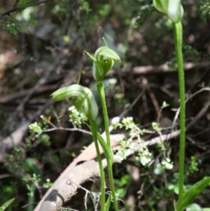 Pterostylis monticola at Cotter River, ACT - suppressed