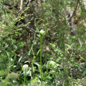 Pterostylis monticola at Cotter River, ACT - suppressed