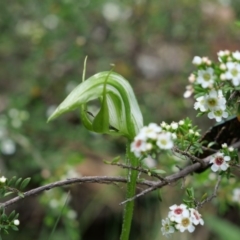 Pterostylis monticola at Cotter River, ACT - suppressed