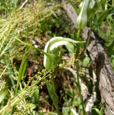 Pterostylis falcata (Sickle Greenhood) at Cotter River, ACT - 12 Jan 2019 by MattM