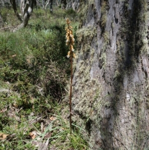 Gastrodia procera at Cotter River, ACT - suppressed