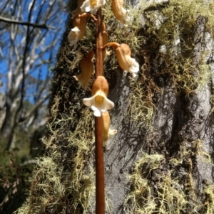 Gastrodia procera at Cotter River, ACT - suppressed