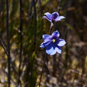 Thelymitra cyanea at Cotter River, ACT - suppressed