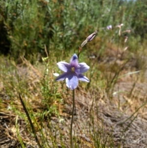 Thelymitra cyanea at Cotter River, ACT - suppressed