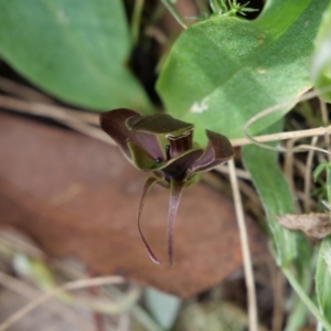 Chiloglottis valida at Cotter River, ACT - 11 Jan 2019