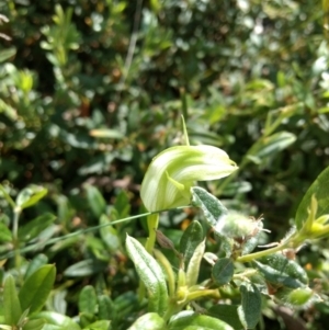 Pterostylis monticola at Cotter River, ACT - suppressed