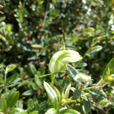 Pterostylis monticola (Large Mountain Greenhood) at Cotter River, ACT - 12 Jan 2019 by MattM