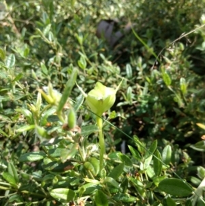 Pterostylis monticola at Cotter River, ACT - suppressed