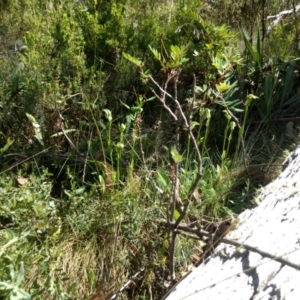 Pterostylis monticola at Cotter River, ACT - suppressed