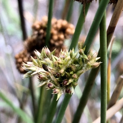 Juncus australis (Australian Rush) at Wandiyali-Environa Conservation Area - 10 Jan 2019 by Wandiyali