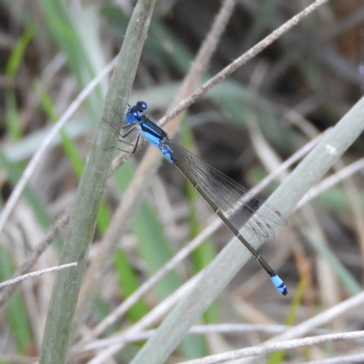 Ischnura heterosticta (Common Bluetail Damselfly) at Termeil, NSW - 2 Jan 2019 by MatthewFrawley