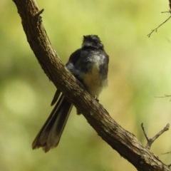 Rhipidura albiscapa (Grey Fantail) at Termeil, NSW - 3 Jan 2019 by MatthewFrawley