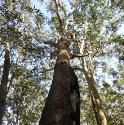 Eucalyptus pilularis (Blackbutt) at Bawley Point, NSW - 4 Jan 2019 by MatthewFrawley