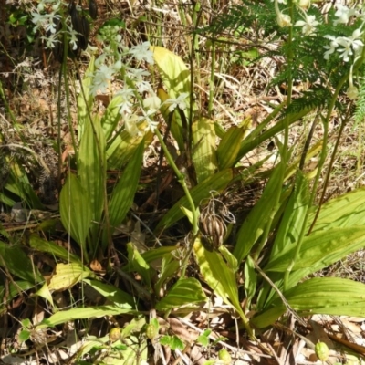 Calanthe triplicata (Christmas Orchid) at Bawley Point, NSW - 4 Jan 2019 by MatthewFrawley