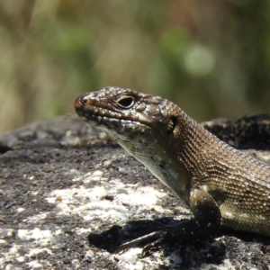 Egernia cunninghami at Paddys River, ACT - 9 Jan 2019 01:32 PM