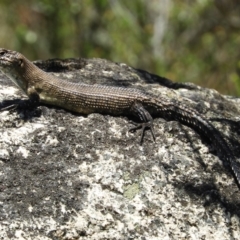 Egernia cunninghami at Paddys River, ACT - 9 Jan 2019 01:32 PM